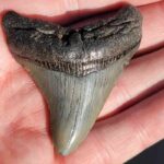 Fossil Megalodon tooth