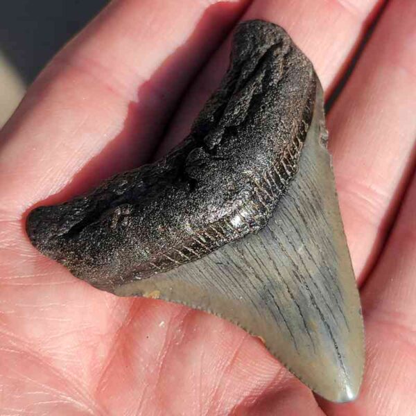 Fossil Megalodon tooth