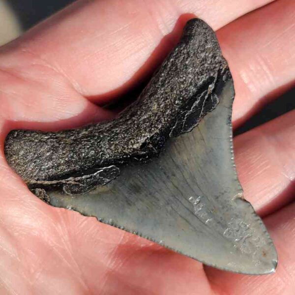 Fossil Megalodon tooth