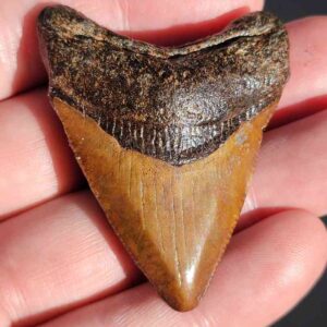 Fossil Megalodon tooth