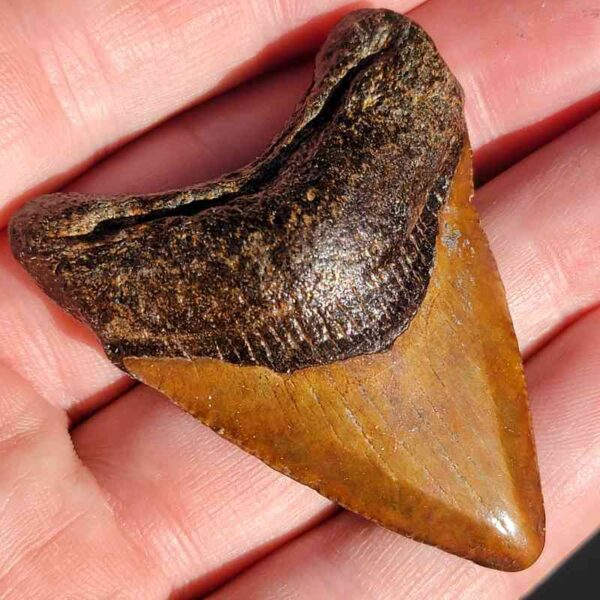 Fossil Megalodon tooth