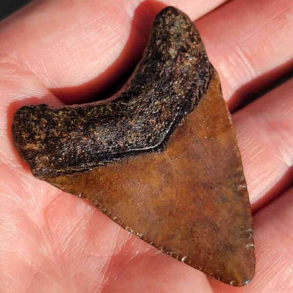 Fossil Megalodon tooth