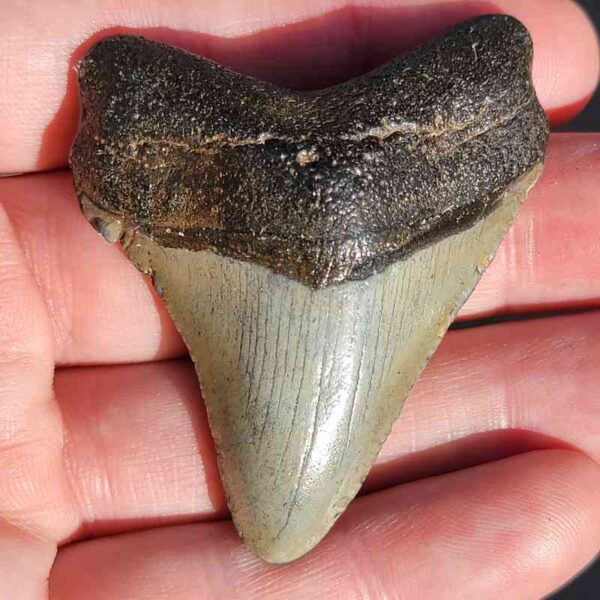 Fossil Megalodon tooth