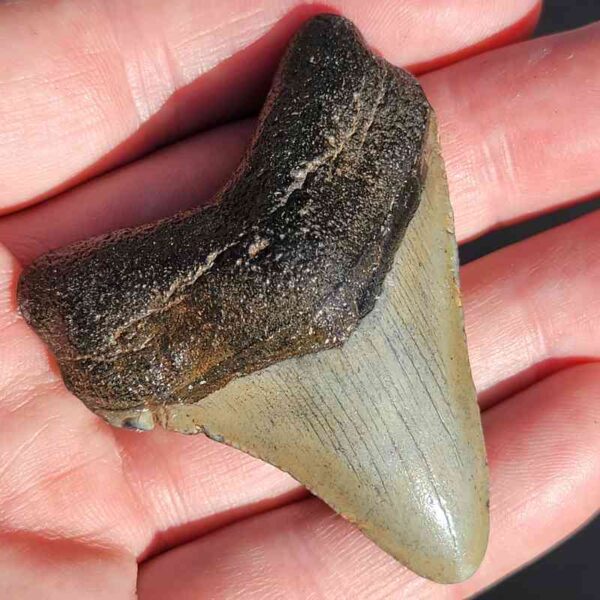 Fossil Megalodon tooth