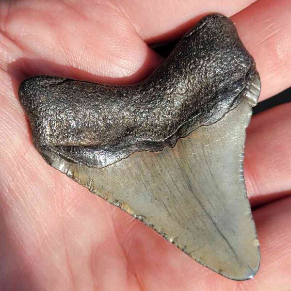 Fossil Megalodon tooth