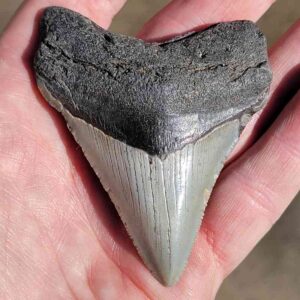 Fossil Megalodon tooth