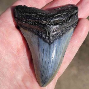 Fossil Megalodon tooth