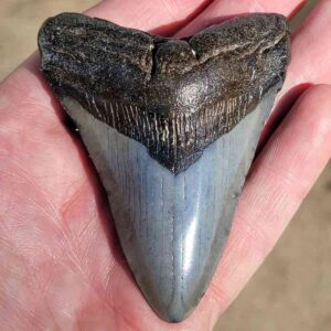 Fossil Megalodon tooth