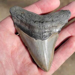 Fossil Megalodon tooth