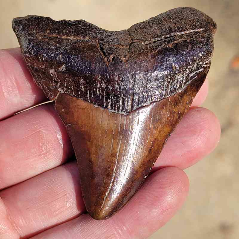 Fossil Megalodon tooth