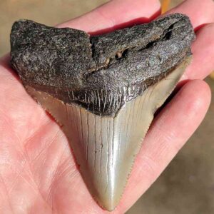 Fossil Megalodon tooth