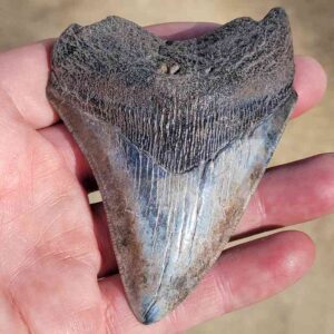 Fossil Megalodon tooth