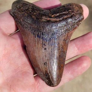 Fossil Megalodon tooth