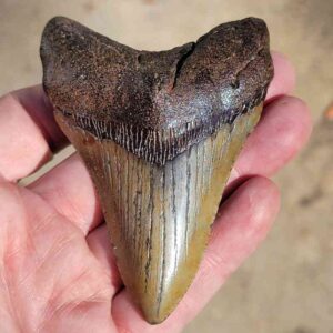 Fossil Megalodon tooth