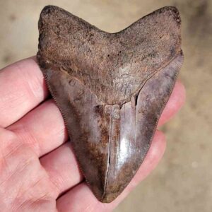 Fossil Megalodon tooth