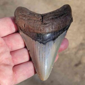 Fossil Megalodon tooth