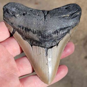 Fossil Megalodon tooth