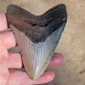 Fossil Megalodon tooth