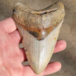 Fossil Megalodon tooth