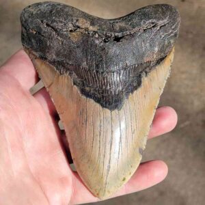 Fossil Megalodon tooth