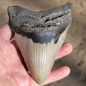 Fossil Megalodon tooth