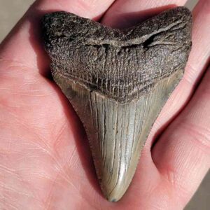 Fossil Megalodon tooth