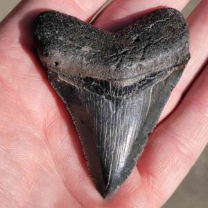 Fossil Megalodon tooth