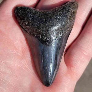 Fossil Megalodon tooth