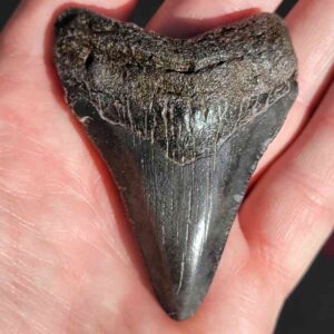 Fossil Megalodon tooth