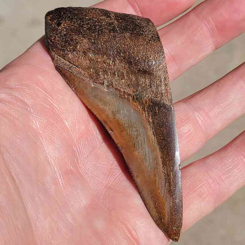 Polshed Megalodon Tooth