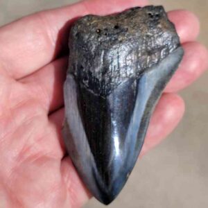 Polished Megalodon Tooth