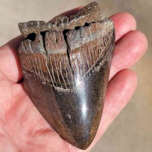 Polishe Megalodon Tooth