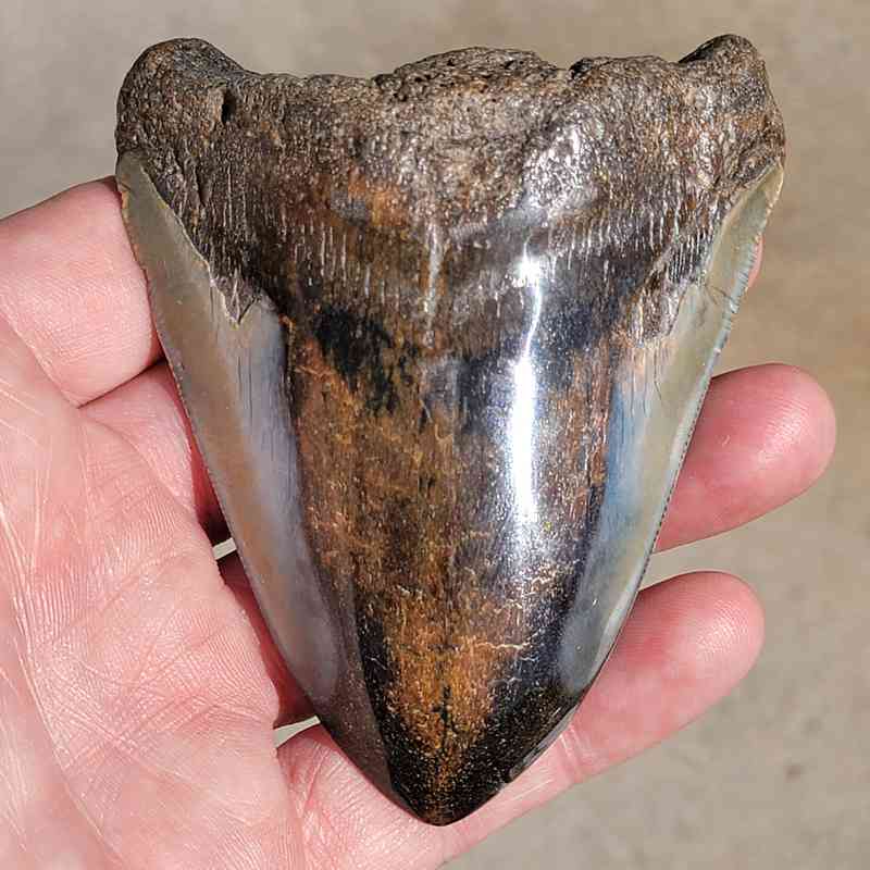 Polished Megalodon Tooth