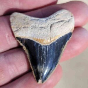 Bone Valley Megalodon Tooth