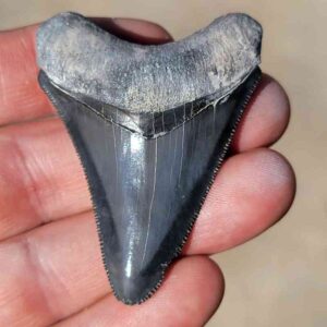 Bone Valley Megalodon Tooth