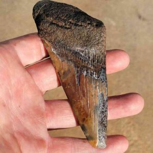 50% Complete Megalodon Shark Teeth