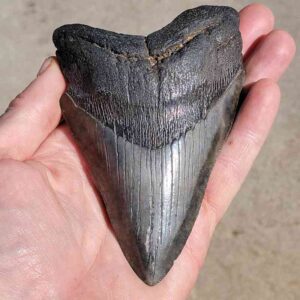 Megalodon Tooth