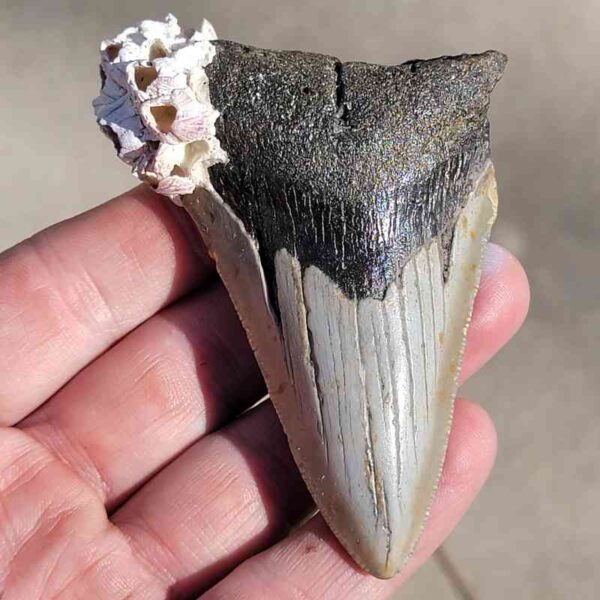 Barnacle Encrusted Megalodon Tooth