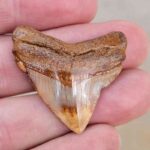 Polished Megalodon Tooth