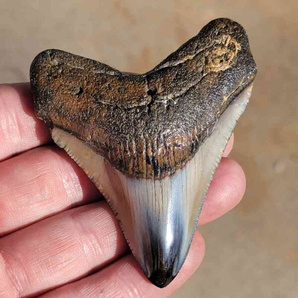 Polished Megalodon Tooth