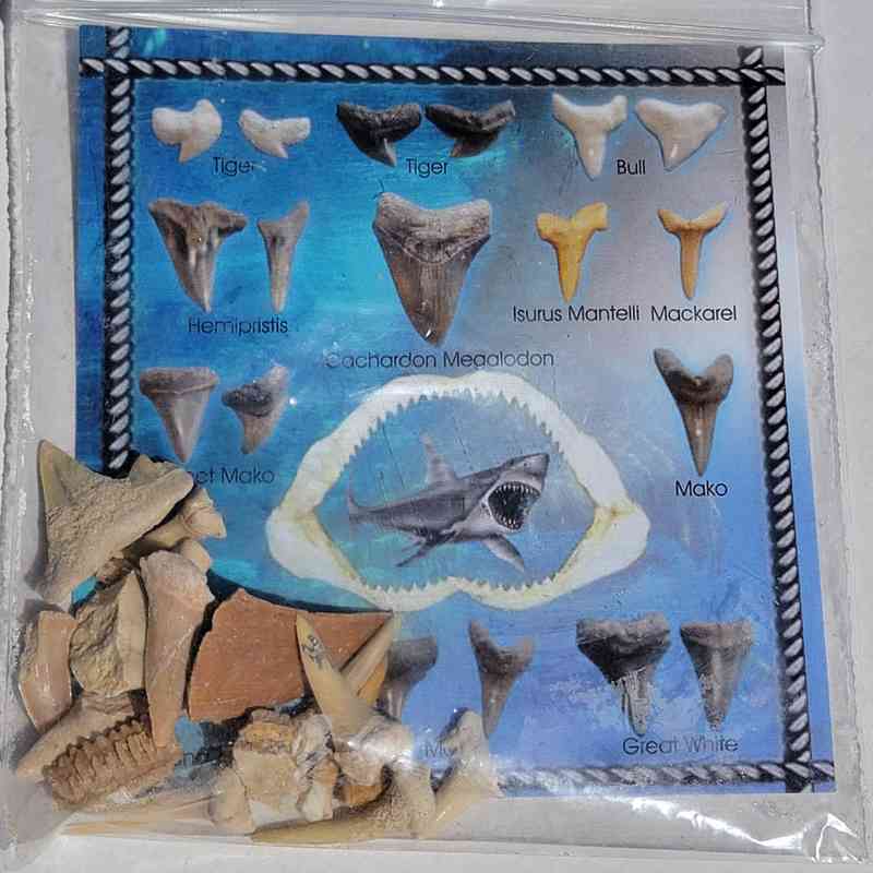 Fossil Shark Teeth