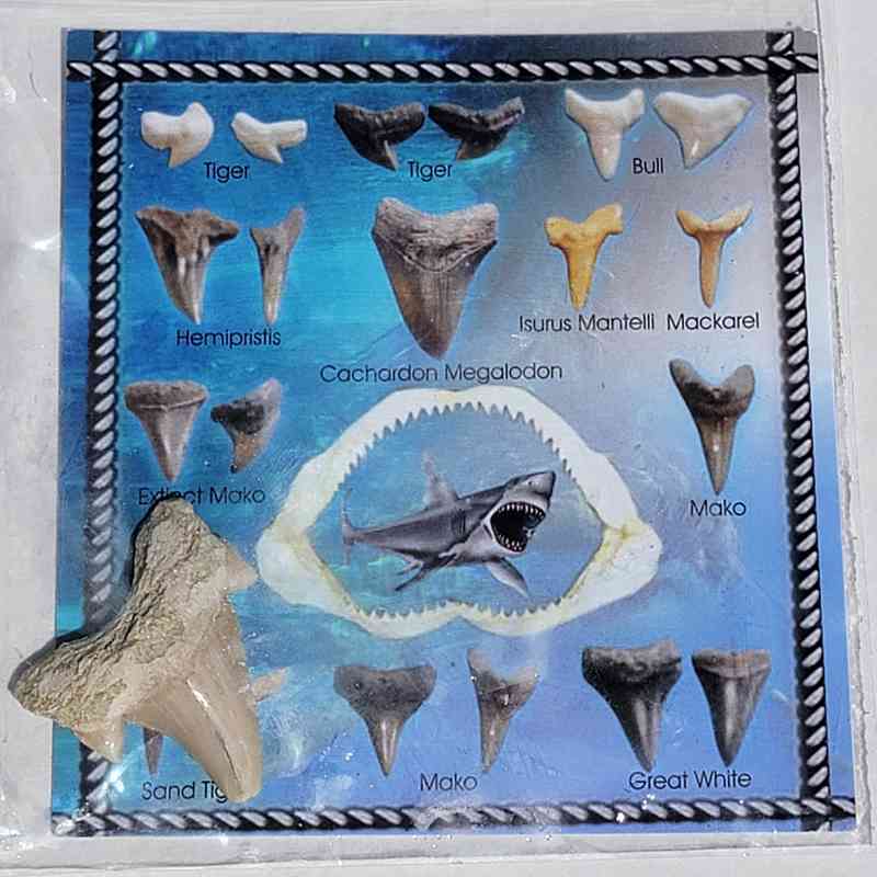 Medium Shark Tooth