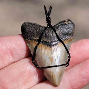  Black Wire Wrapped Megalodon Shark Tooth 