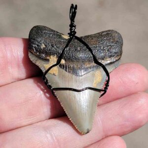  Black Wire Wrapped Megalodon Shark Tooth 