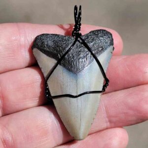  Black Wire Wrapped Megalodon Shark Tooth 