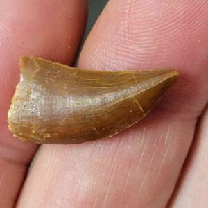 Carcharodontosaurus Dinosaur Teeth