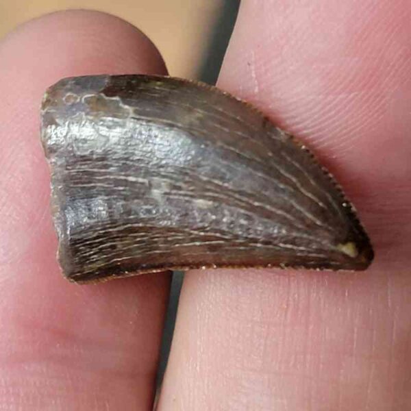 Carcharodontosaurus Tooth