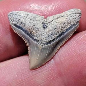 Reef Dusky Tooth