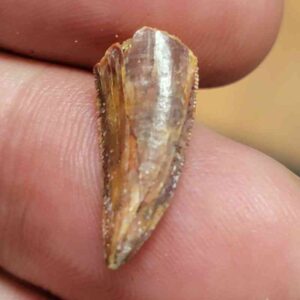 Raptor Dinosaur Tooth