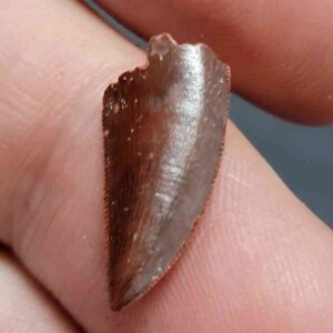 Raptor Tooth